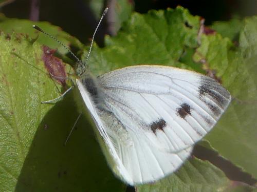 Pieris napi